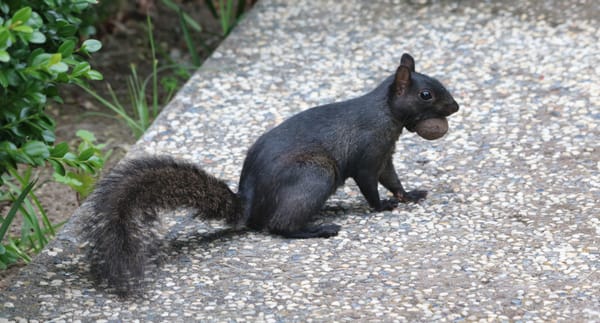 A melanistic Eastern gray squirrel, Sciurus carolinensis, carrying a walnut in its mouth as it pauses while crossing a walkway